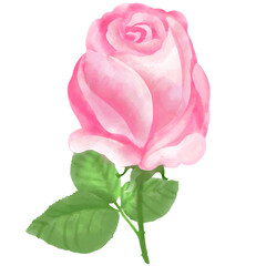 Watercolor Handdraw Pink Rose Flower Element For Decorate Card