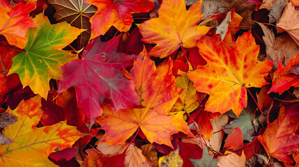 Naklejka na ściany i meble Vibrant autumn maple leaves nature beauty showcased