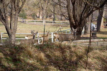 Alert Hear of Mule deer walking in forest in Cloudcroft New Mexico.