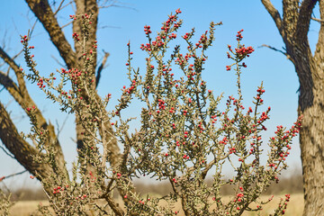 Texas Christmas Cactus. West Texas Pencil Cholla Cactus, Cylindropuntia leptocaulis with bright red rip fruits