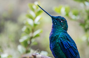 primer plano de colibrí de color azul en una rama 