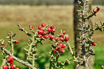 Texas Christmas Cactus. West Texas Pencil Cholla Cactus, Cylindropuntia leptocaulis with bright red rip fruits