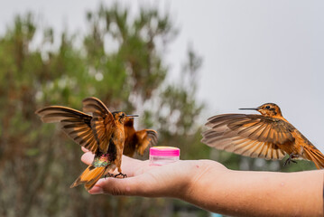 grupo de aves comiendo en la palma de la mano de una persona 