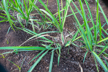 small new sugsrcane seedlings in the field, sugarcane farm