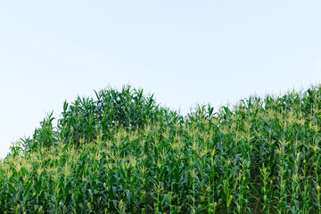 corm farm on white background