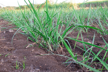 small new sugsrcane seedlings in the field, sugarcane farm