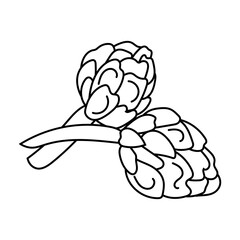 Artichoke, herbaceous plant of the Asteraceae family, bud, delicious doodle style dishes. Black and white line art ingredient for cooking, healthy eating, coloring page.