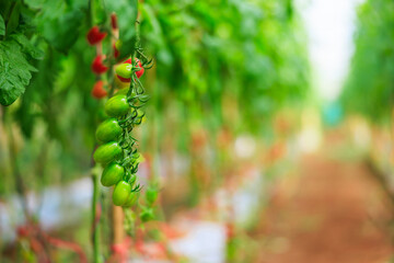 close up tomatos in the garden.
