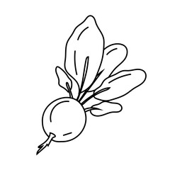 Vegetable beetroot in doodle style, black and white line art, isolated on white background. A plant for coocking soups, salads, a sweet plant for sugar production, coloring page.