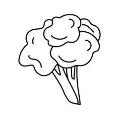 Doodle illustration of broccoli, healthy green vegetable, black line, isolated on white.