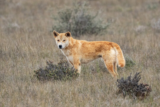 A wild Dingo (Canis lupus dingo) hunting on the Nullarbor Plain, South Australia