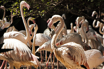 pink flamingo, large flamingo bird, standing flock of flamingos in nature.