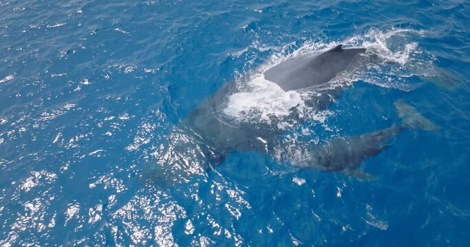 Close up aerial shot of humpback whale and calf breathing on blue sea waters