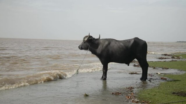 Close up of lonely water buffalo at riverside looking at horizon. Handheld