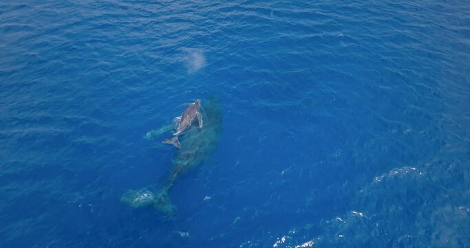 Humpback whale and its calf swimming in blue waters of Fernando de Noronha. Aerial 