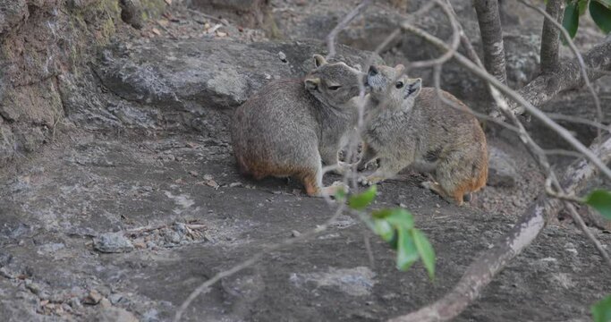 Close up static shot of two rock cavies interacting, Fernando de Noronha, Brazil