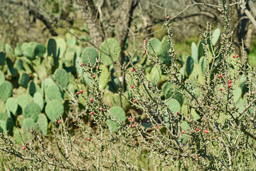 Texas Christmas Cactus. West Texas Pencil Cholla Cactus, Cylindropuntia leptocaulis with bright red rip fruits background of prickly pear cactus and mesquite trees.