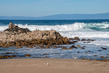 Fototapeta na wymiar Monterey California shoreline landscape and birds.