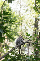 Monkey eating on a branch