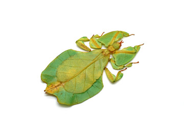 Green leaf insect isolated on white background. Leaf insect (Phyllium bioculatum) or Walking leaves, Rare and protected