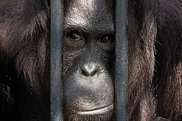 Orangutan in a cage, close-up of the face of a monkey holding onto the bars of a cage in captivity...