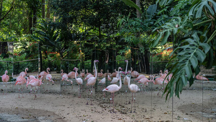 A flock of pink flamingos walks in an aviary. Graceful birds on long legs with elegant necks are reflected in the mirrored walls of the fence. Lush tropical vegetation. Brazil. Bird Park.