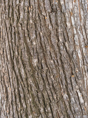 The texture of the bark of an old willow. Detailed bark texture. Natural background