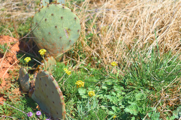 Texas Christmas Cactus. West Texas Pencil Cholla Cactus, Cylindropuntia leptocaulis with bright red rip fruits background of prickly pear cactus and mesquite trees.