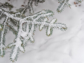 Green fir branches in winter covered with snow. Branches of fir tree as background. Frosty spruce branches. Outdoor with snowy winter nature. Forest landscape