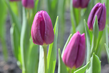 Close-up of purple tulip flowers blooming in the garden with soft morning sunlight on a blurred background.