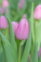 Close-up of sweet pink tulip flowers blooming in the garden with soft morning sunlight on a blurred background.