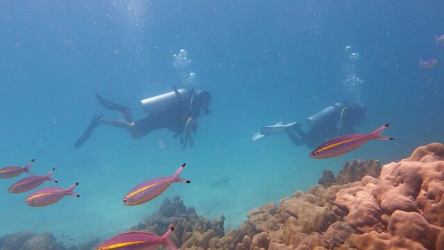 Koh Lipe, Thailand - November 07 2023: A female asian suba diver dives with tropical fishes and hard corals in the water rich of marine life of Koh Lipe in the Andaman sea in Thailand. 