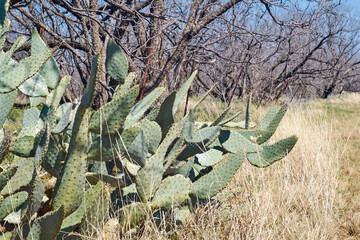 Wild Cows tongue prickly pear cactus in the mesquite forest of West Texas.