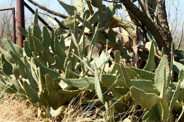 Wild Cows tongue prickly pear cactus in the mesquite forest of West Texas.