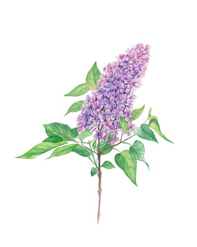 Watercolor lilac flower, botanical illustration