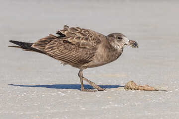 Juvenile Pacific Gull (Larus pacificus) feeding at Fourth Beach, Esperance, Western Australia