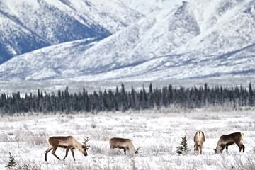 Caribou grazing in a snowy Alaska landscape.