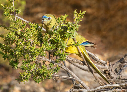 Rock Parrot (Neophema petrophila) feeding low to the ground at Dempster Head Lookout, Esperance, Western Australia
