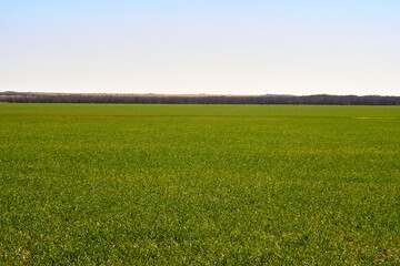 Green field, tree and blue sky.Great as a background,web banner