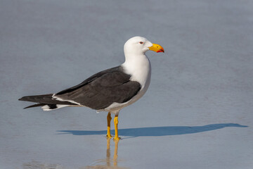 Fototapeta na wymiar Adult Pacific Gull (Larus pacificus) at Fourth Beach, Esperance, Western Australia