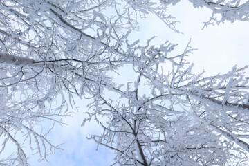 Fototapeta na wymiar Snow covered branches