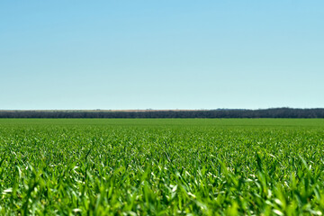 Fototapeta na wymiar Green field, tree and blue sky.Great as a background,web banner