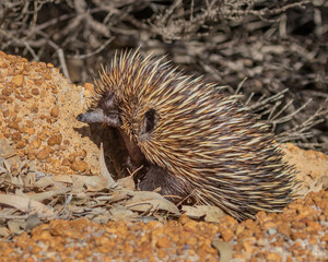Short-beaked Echidna foraging at 11 Mile Beach, Esperance, Western Australia - this shot shows its cute funnel-shaped ear