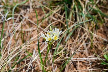 Macro Closeup of Purple Texas Wild Garlic Flower (Drummond's Onion, Wild Garlic, Prairie Onion)