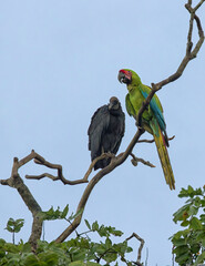 The great green macaw (Ara ambiguus) is sharing the tree with black vulture (Coragyps atratus) at Costa Rica