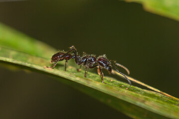 Bullet Ant (Paraponera clavata) on Leaf at La Selva Biological Station, Costa Rica