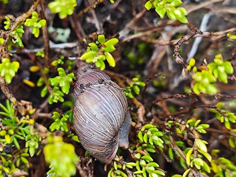 Caracol 