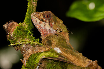 The smooth helmeted iguana (Corytophanes cristatus) shedding its skin, Costa Rica
