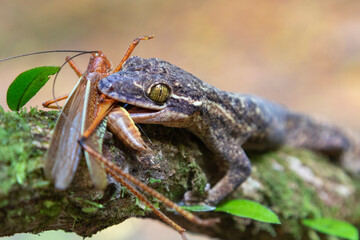 Turnip-tailed Gecko (Thecadactylus rapicauda) eating a grasshopper, Costa Rica
