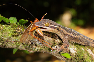 Turnip-tailed Gecko (Thecadactylus rapicauda) eating a grasshopper, Costa Rica
